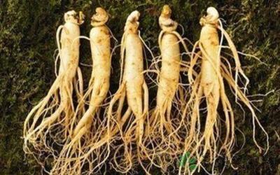 新鮮人參的價(jià)格與種植 從選購到培育的實(shí)用指南